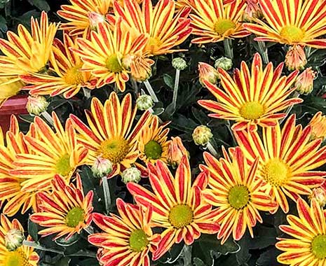 Das japanische Chrysanthemenfest Kiku no Sekku. Kuriose Feiertage - 9. September © 2019 Sven Giese