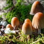 europäischer pilztag kuriose feiertage 2026 sven giese featured