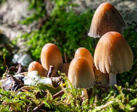 europäischer pilztag kuriose feiertage 2026 sven giese featured