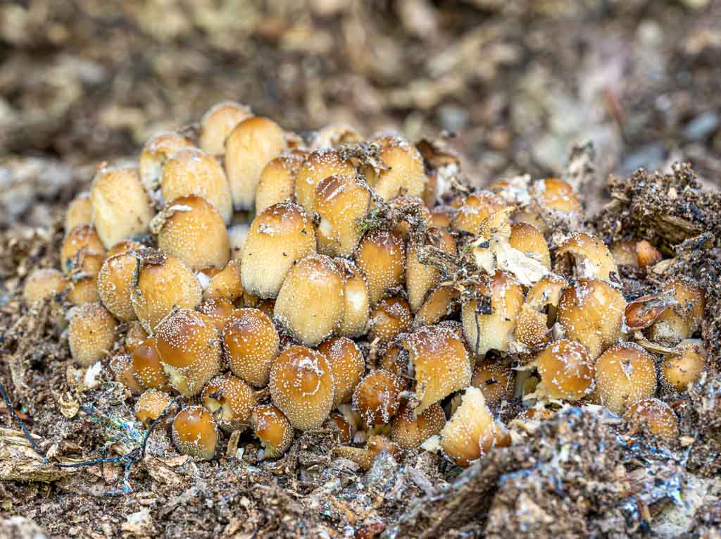 Eine Gruppe von kleinen Pilzen, die dicht nebeneinander im Waldboden wachsen.