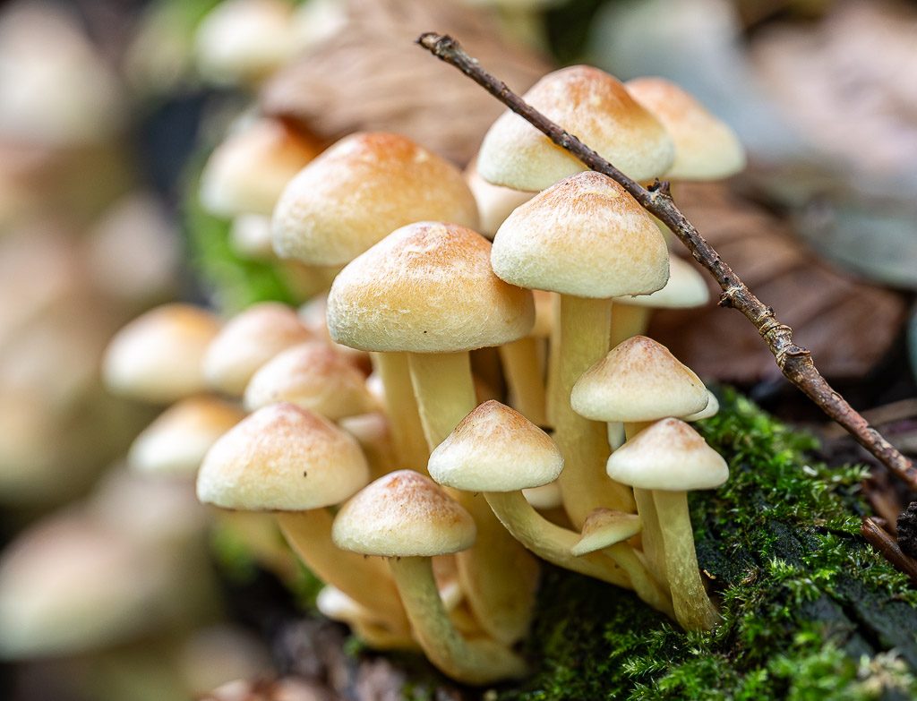 Büschel kleiner Pilze wächst auf moosigem Baumstamm, Zweig liegt quer darüber im Wald.