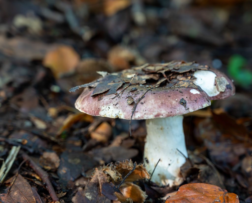 Einzelner Pilz mit violettem Hut wächst im Laub, Blätter und Erde liegen obenauf im Wald.