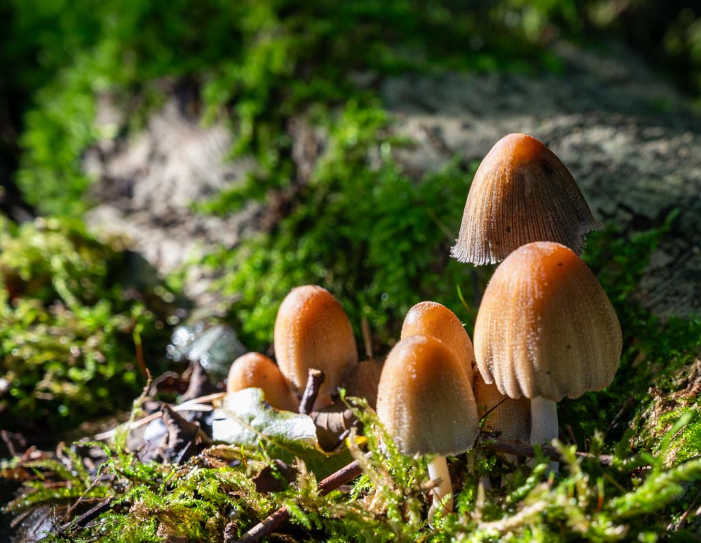Kleine braune Pilzgruppe im Moos am Baumstamm, Sonnenlicht hebt feuchte Hüte hervor.