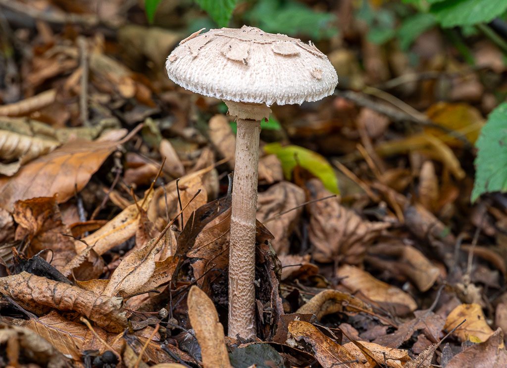 Ein einzelner hoher Pilz mit hellem Schirm steht zwischen trockenem Laub im Wald.