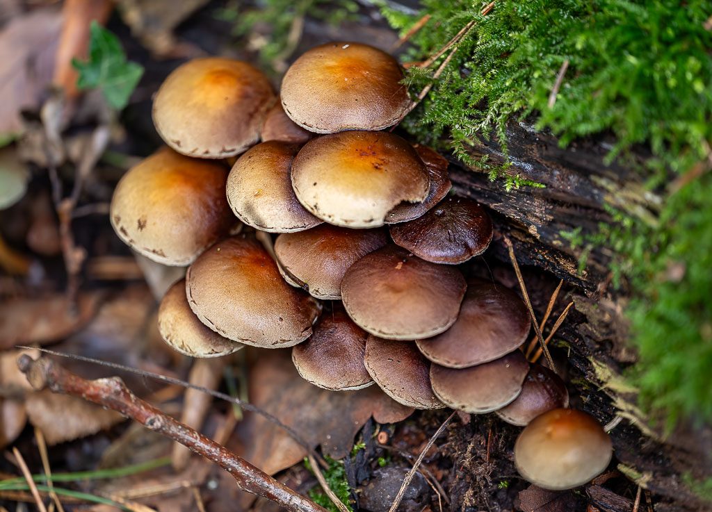 Büschel brauner Pilze wächst dicht am morschen Stamm, Moos und Laub ringsum.