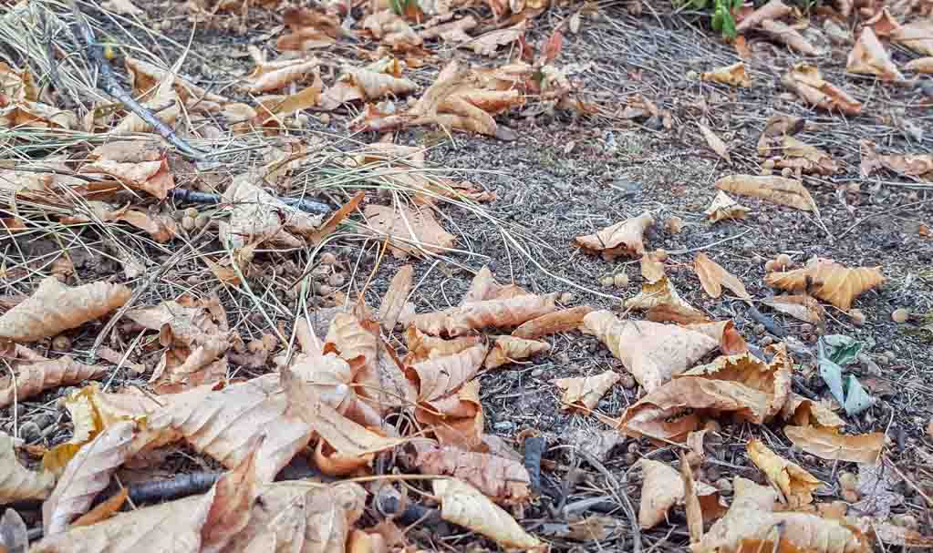 Kalendarischer herbstanfang englisch