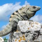 National Iguana Awareness Day - Tag des Leguans in den USA. Kuriose Feiertage - 8. September © 2019 Sven Giese