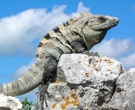 National Iguana Awareness Day - Tag des Leguans in den USA. Kuriose Feiertage - 8. September © 2019 Sven Giese