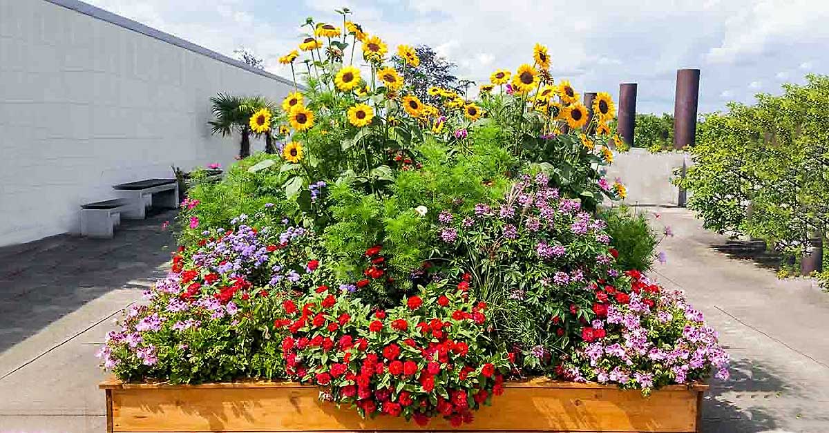 Ein großes buntes Blumenbeet mit Sonnenblumen, roten und lila Blüten, auf einem Stadtplatz.