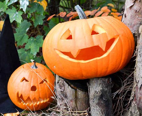 National Carve a Pumpkin Day - Schnitze-einen-Kürbis-Tag in den USA. Kuriose Feiertage - 31. Oktober © 2019 Mona Trautmann