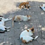 national cat day usa 2023 sven giese featured