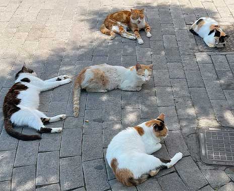 national cat day usa 2023 sven giese featured