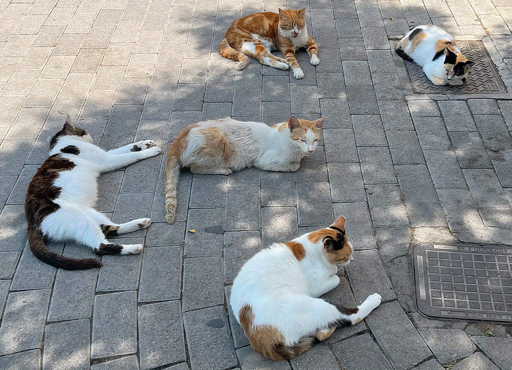 Vier im Schatten schlafende Katzen auf einem Steinboden in der sommerlichen Stadt. 