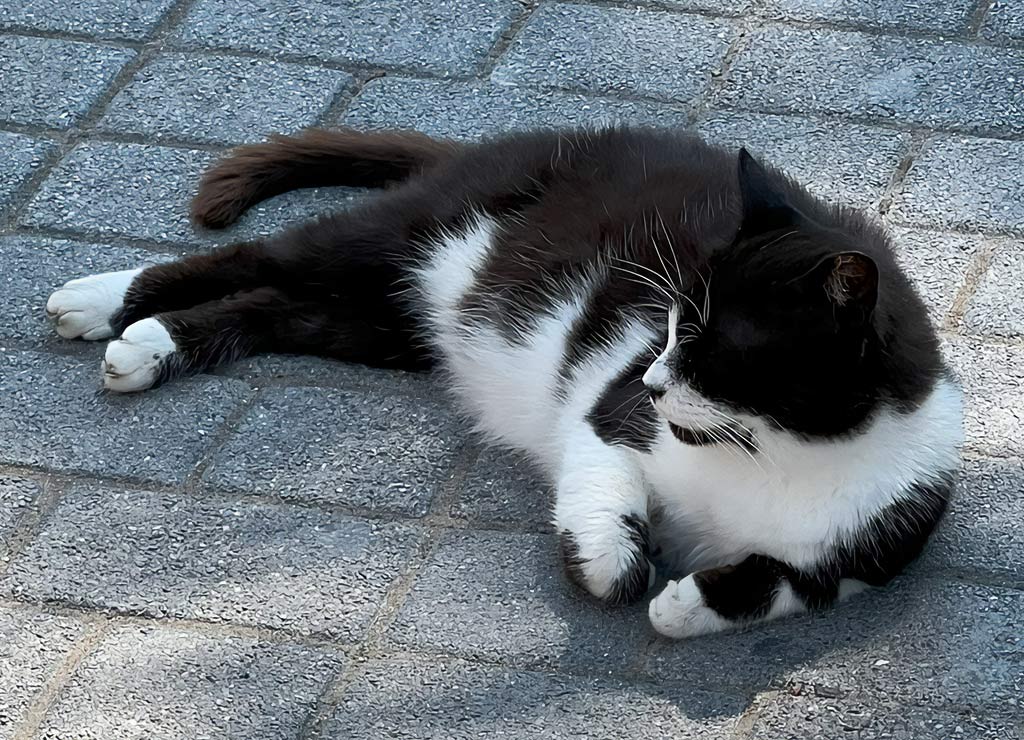 Schwarz-weiße Katze liegt entspannt auf grauen Pflastersteinen im Schatten.