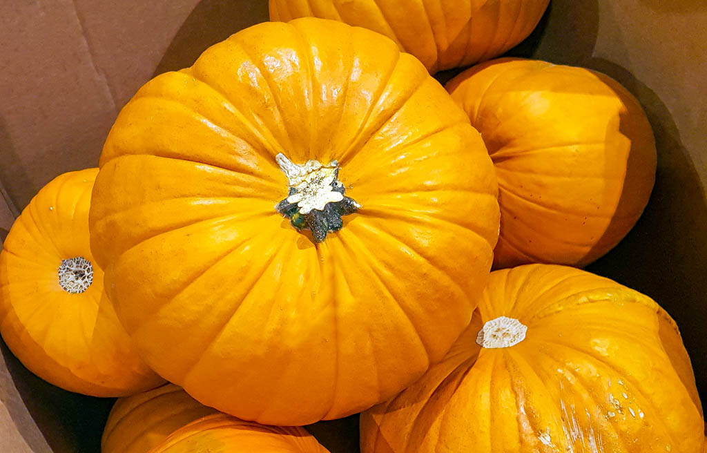 tag des kurbis national pumpkin day in den usa 26 oktober