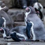 penguin awareness day usa kuriose feiertage 2025 sven giese featured