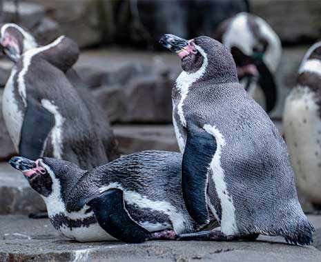 penguin awareness day usa kuriose feiertage 2025 sven giese featured