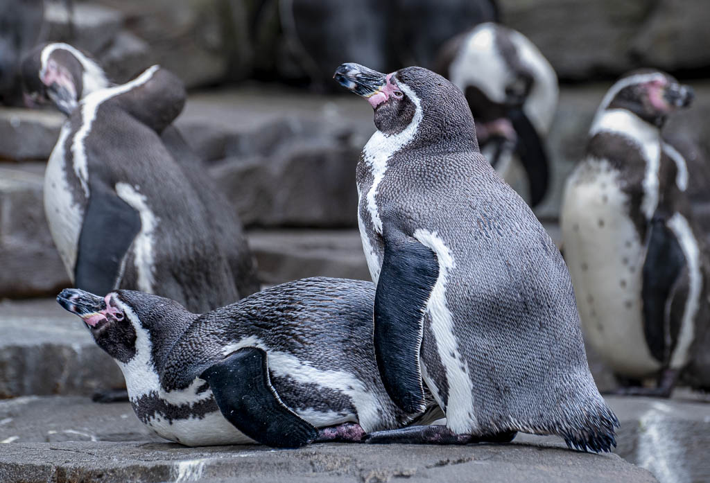 Zwei Humboldt-Pinguine liegen auf einem Felsen, umgeben von weiteren Pinguinen in einer Kolonie.