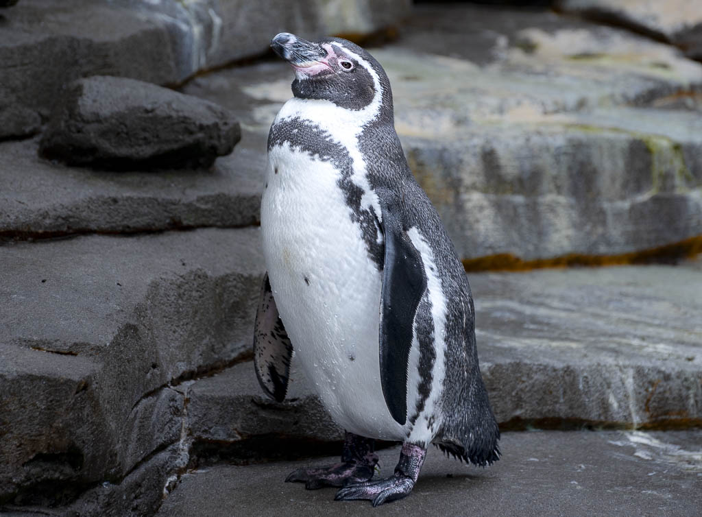 Ein Humboldt-Pinguin steht auf einem Felsen, mit leicht erhobenem Kopf, vor einer steinigen Kulisse.