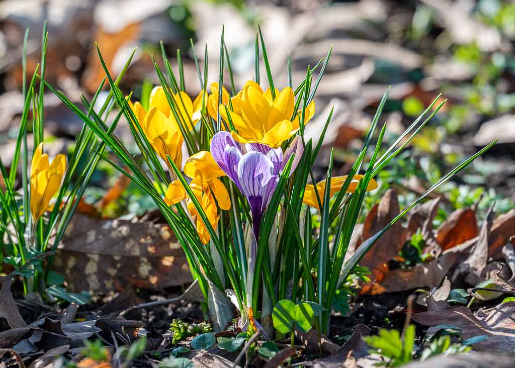 Gelbe und ein violetter Krokus blühen im Sonnenschein zwischen Gras und verwelktem Laub.