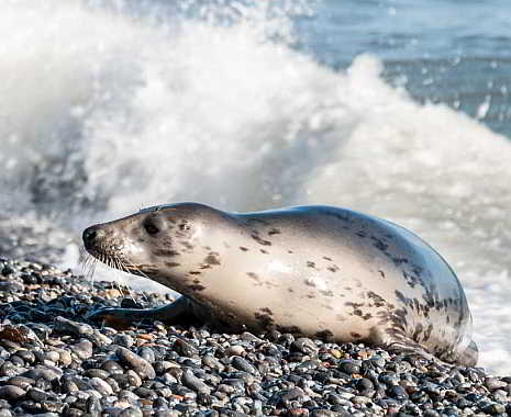 International Day of the Seal - Internationaler Tag der Seehunde. Kuriose Feiertage - 22. März © 2019 Sven Giese