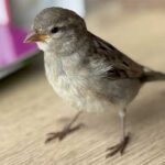 world sparrow day kuriose feiertage 2025 sven giese featured