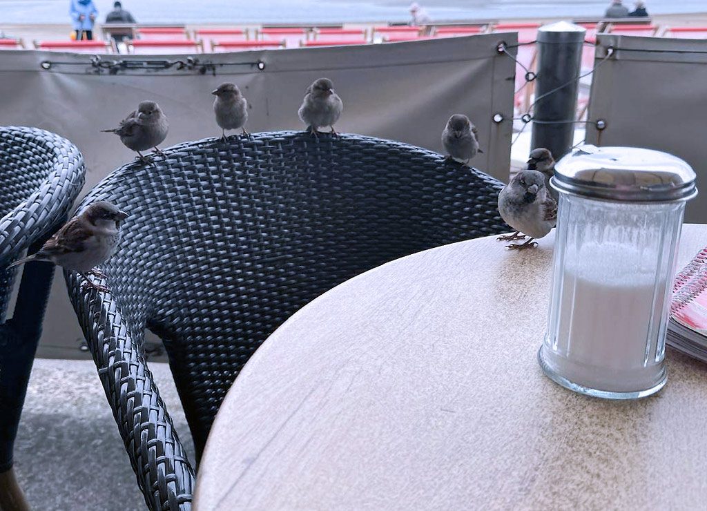 World Sparrow Day – Welttag des Sperlings. Kuriose Feiertage – 20. März © 2026 Dietmar Giese – Bild 5 Mehrere Haussperlinge sitzen auf Caféstühlen und einem Tisch neben einem Zuckerspender.