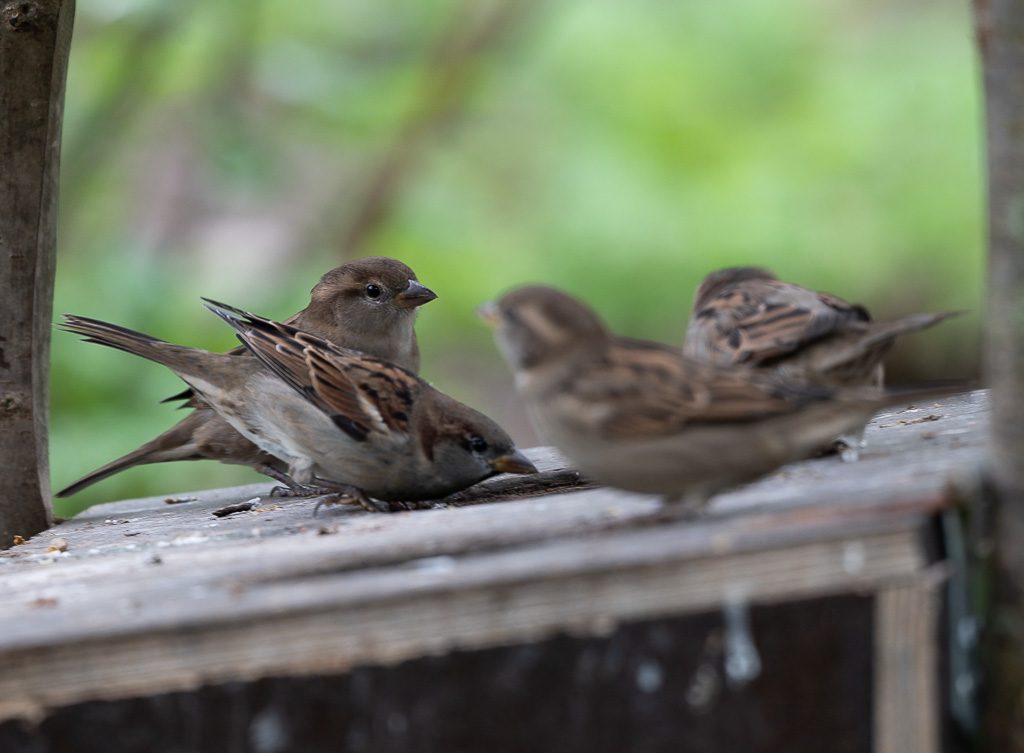 World Sparrow Day – Welttag des Sperlings. Kuriose Feiertage – 20. März © 2026 Sven Giese – Bild 2 Vier Haussperlinge sitzen dicht beieinander auf einer verwitterten Holzfläche im Grünen.