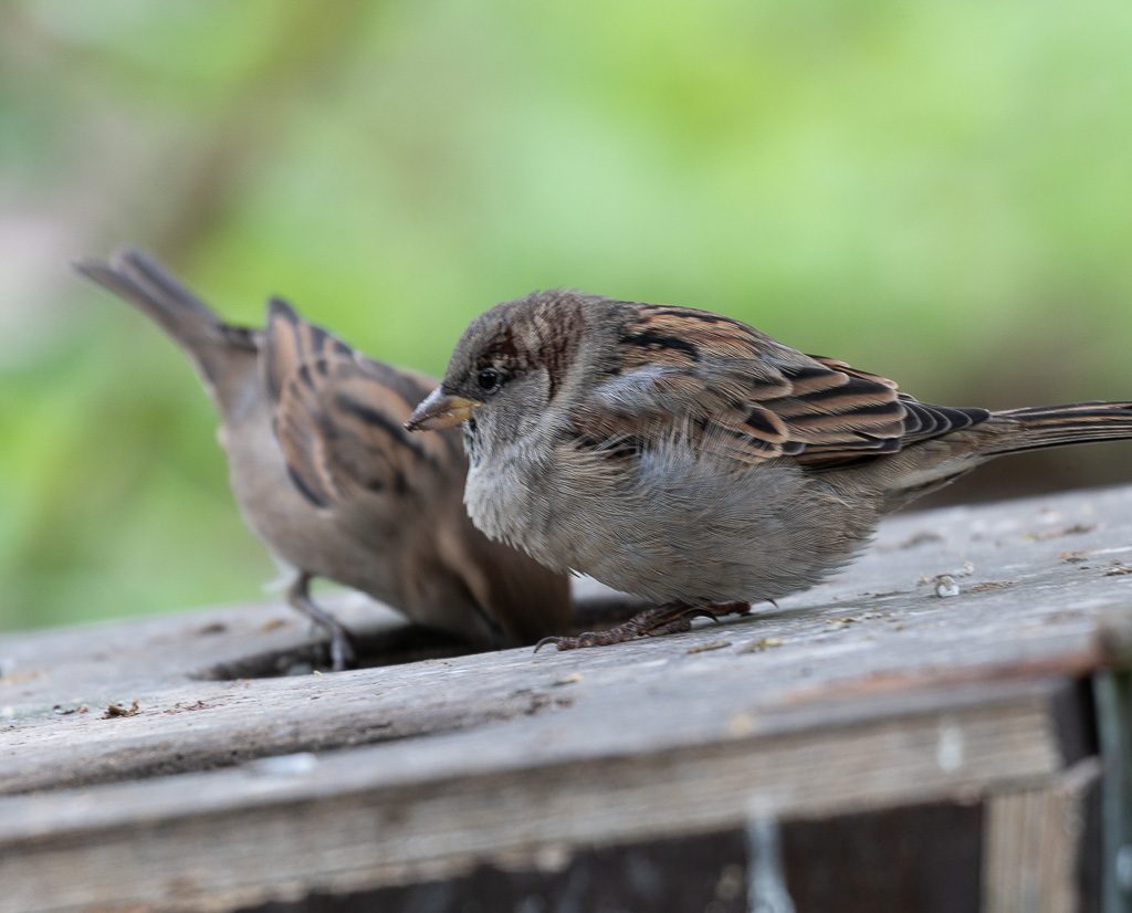 World Sparrow Day – Welttag des Sperlings. Kuriose Feiertage – 20. März © 2026 Sven Giese – Bild 3 Haussperling sitzt auf einer Holzfläche, während ein weiterer Vogel unscharf dahinter steht.