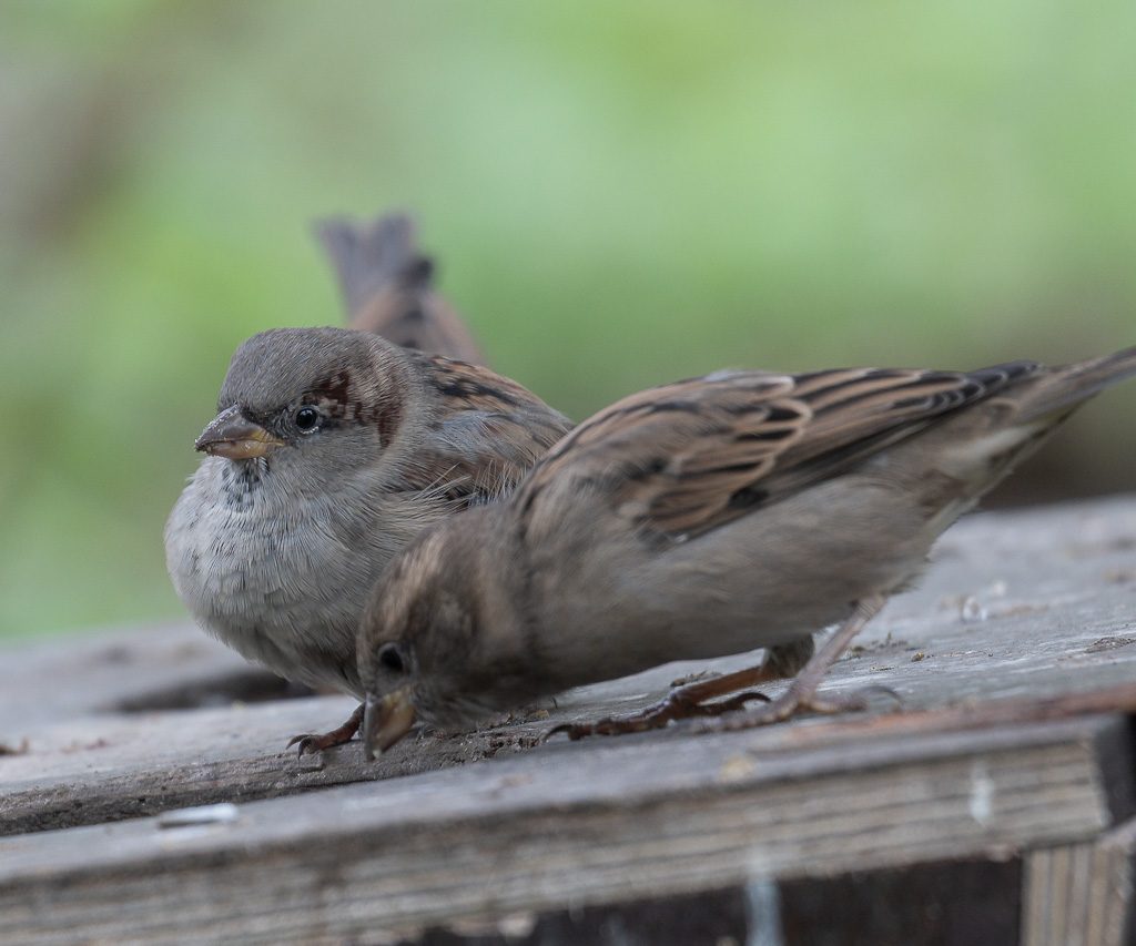 World Sparrow Day – Welttag des Sperlings. Kuriose Feiertage – 20. März © 2026 Sven Giese – Bild 4 Zwei Haussperlinge suchen auf einer Holzfläche nach Futter, einer blickt zur Kamera.