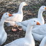 Mother Goose Day - Mutter-Gans-Tag in den USA. Kuriose Feiertage - 1. Mai © 2019 Sven Giese