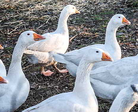 Mother Goose Day - Mutter-Gans-Tag in den USA. Kuriose Feiertage - 1. Mai © 2019 Sven Giese
