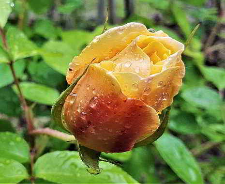 National Public Gardens Day - Tag der öffentlichen Parks und botanischen Gärten in den USA. Kuriose Feiertage © 2019 Sven Giese