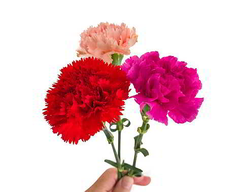 Tag der Eltern - Parent's Day in Südkorea. Kuriose Feiertage - 8. Mai © 2019 Sven Giese