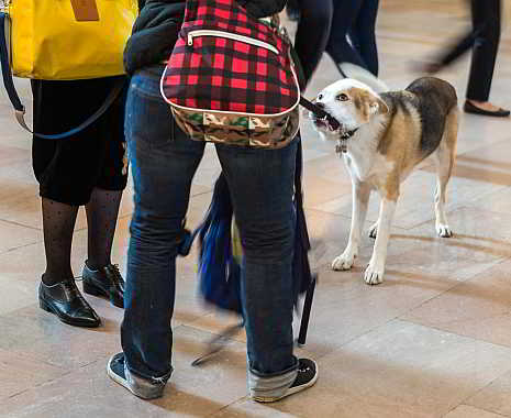 Kuriose Feiertage: Nimm-Deinen-Hund-mit-zur-Arbeit-Tag - Take Your Dog To Work Day in den USA (c) 2019 Sven Giese