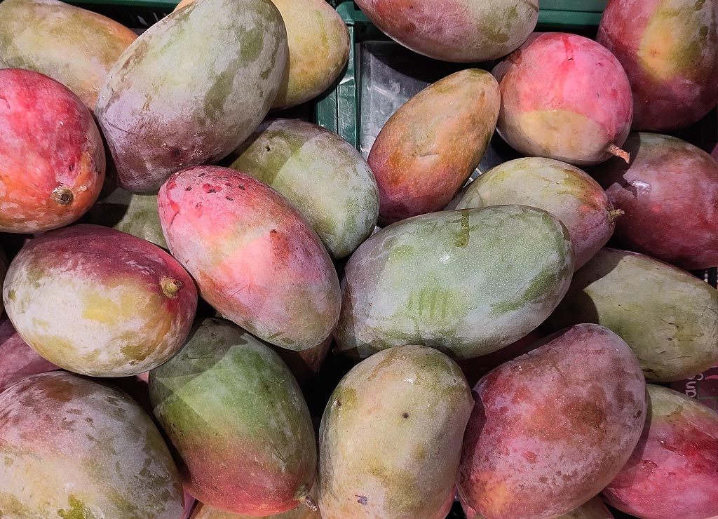 National Mango Day – Tag der Mango in den USA. Kuriose Feiertage - 22. Juli © 2023 Sven Giese Ein Korb voller unreifer und reifer Mangos mit grüner, gelber und roter Schale.