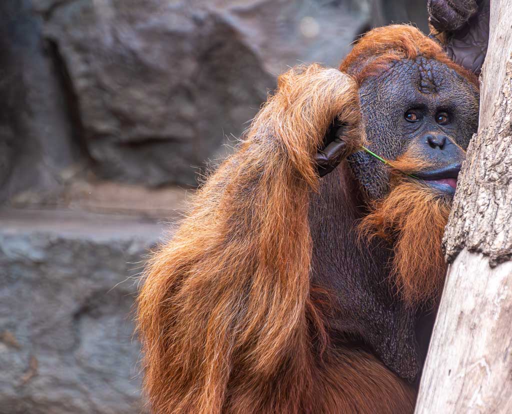 Ein Orang-Utan lehnt an einem Baumstamm, greift sich mit einer Hand an den Kopf und hält mit der anderen einen Grashalm im Mund.