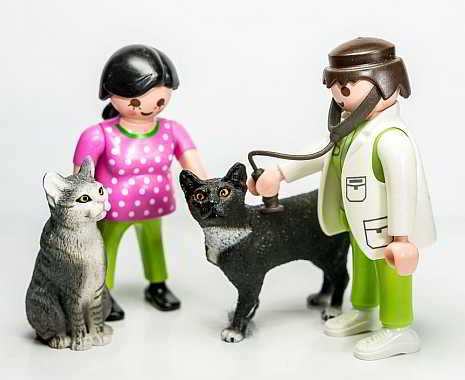 National Bring Your Cat to the Vet Day - Lass-Deine-Katze-untersuchen-Tag in den USA. Kuriose-Feiertage - 22. August © 2019 Sven Giese