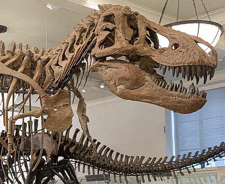 Dinosaurs Day - Tag der Dinosaurier in den USA. Kuriose Feiertage - 2. August © 2021 Sven Giese