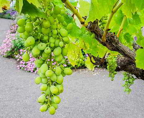 National White Wine Day - Tag des Weißweins in den USA. Kuriose Feiertage - 4. August © 2019 Sven Giese