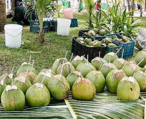 World Coconut Day - Internationaler Tag der Kokosnuss. Kuriose Feiertage - 2. September © 2019 Diemtar Giese
