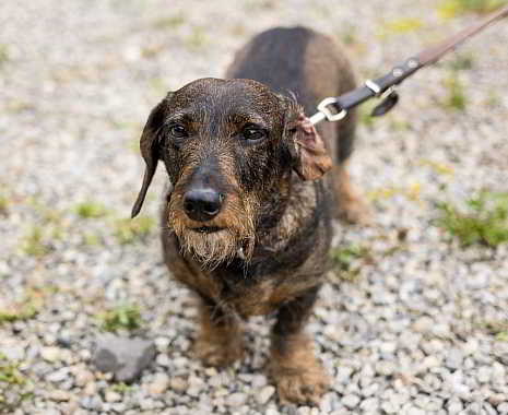 National Hug Your Hound Day - Umarme-Deinen-Hund-Tag in den USA. Kuriose Feiertage - zweiter Sonntag im September © 2019 Sven Giese