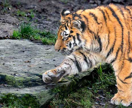 national wildlife day usa kuriose feiertage 2025 sven giese featured