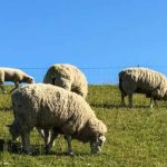 National Hug a Sheep Day - Umarme-ein-Schaf-Tag in den USA. Kuriose Feiertage - letzter Samstag im Oktober © 2019 Dietmar Giese