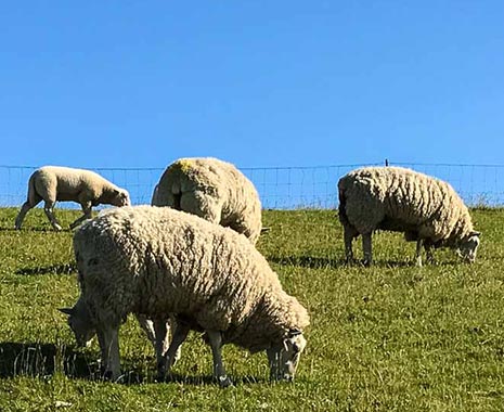 National Hug a Sheep Day - Umarme-ein-Schaf-Tag in den USA. Kuriose Feiertage - letzter Samstag im Oktober © 2019 Dietmar Giese