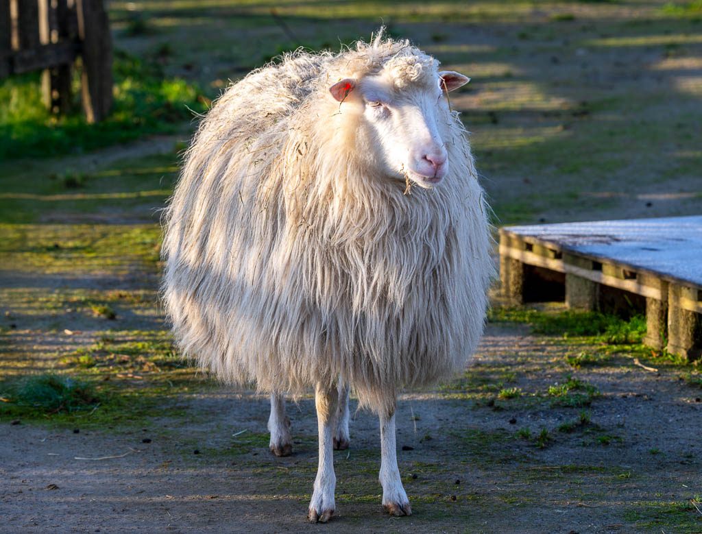 Weißes, zotteliges Schaf steht im Abendlicht auf Hofweg, blickt ruhig nach vorn.