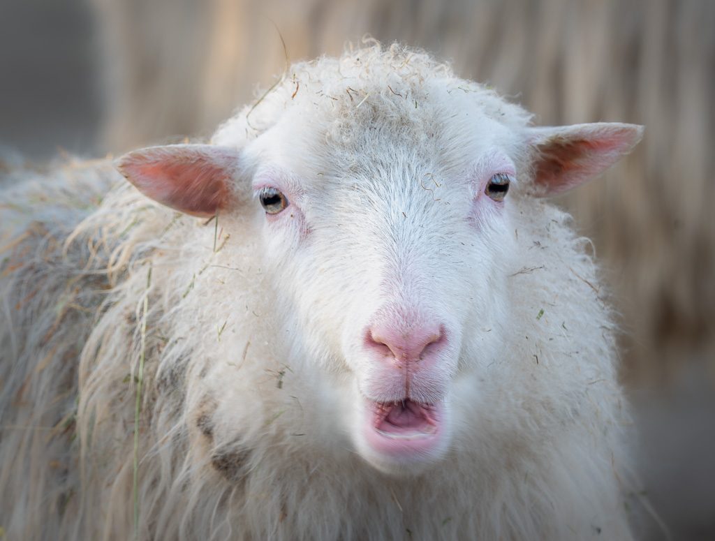 Nahaufnahme eines weißen Schafs mit offenem Maul, rosa Schnauze, zerzaustem Fell und Grashalmen darauf.