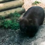World Wombat Day - Tag des Wombats in Australien. Kuriose Feiertage - 21. Oktober © 2019 Dietmar Giese