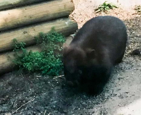 World Wombat Day - Tag des Wombats in Australien. Kuriose Feiertage - 21. Oktober © 2019 Dietmar Giese