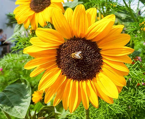 Fibonacci Day - Fibonacci-Tag in den USA. Kuriose Feiertage - 23. November © 2019 Sven Giese